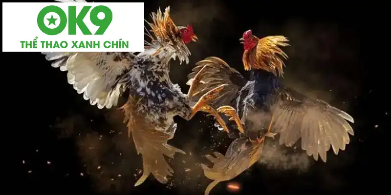 Mẹo cá cược đá gà cựa dao thắng lớn